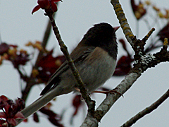 Dark-eyed Junco